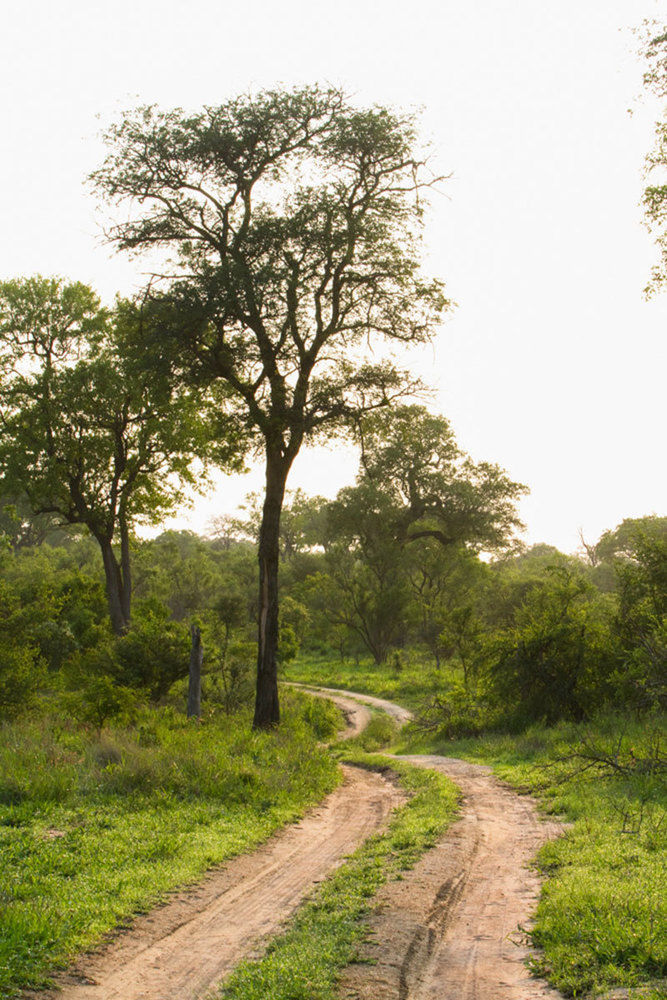 Luxury tent Buffelshoek Tented Camp Manyeleti Game Reserve